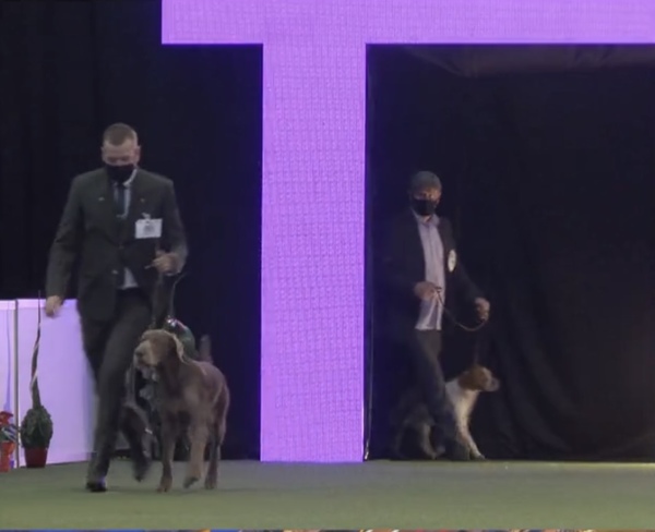 Euro-Dog-Show-winner-(3)