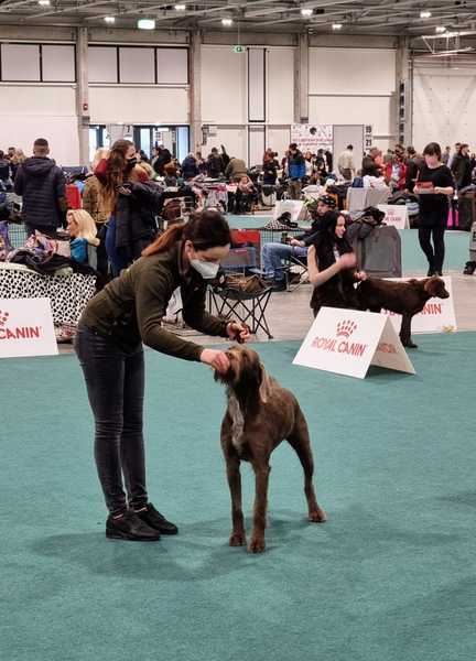 Euro-Dog-Show-winner-(7)