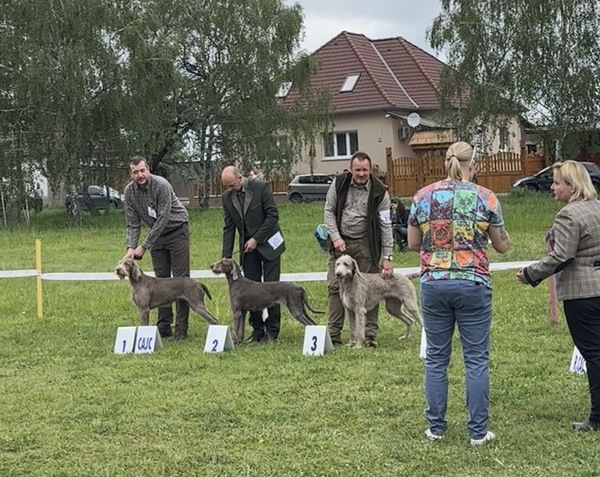 Gaba-danibull-klubová-výstava-stavačov-1