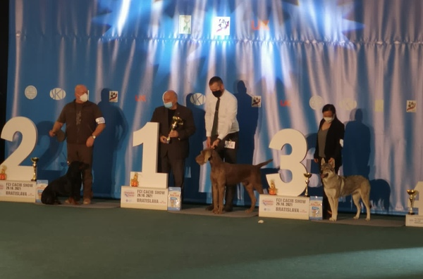 dog-show-bratislava-winner