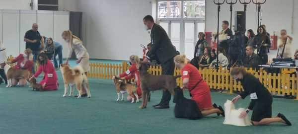 dog-show-competition
