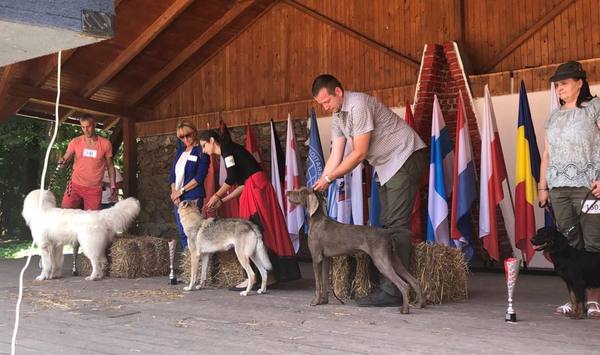 dogfestival-veľká-ida-cacib-výstava-psov-národné-plemená-(1)