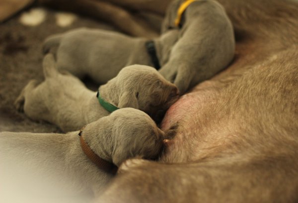 puppies-slovakian-rough-haired-pointer-2-1