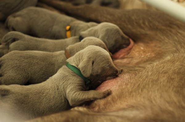 puppies-slovakian-rough-haired-pointer-4-1