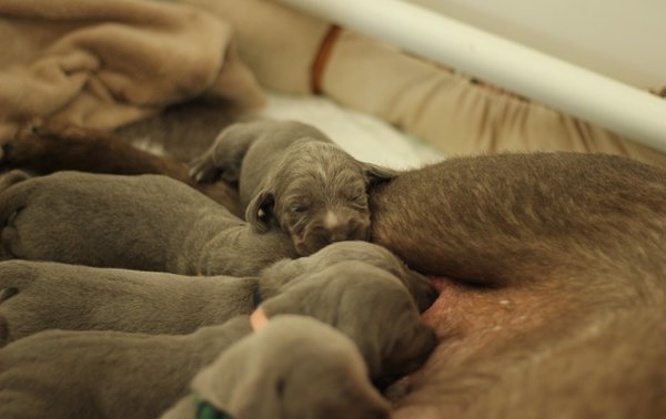 puppies-slovakian-rough-haired-pointer-7-1