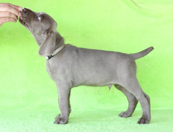 puppy-dog-breed-slovakian-rough-haired-pointer-3-1-1
