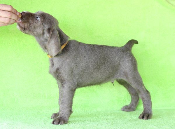 puppy-dog-breed-slovakian-rough-haired-pointer-6-1-1