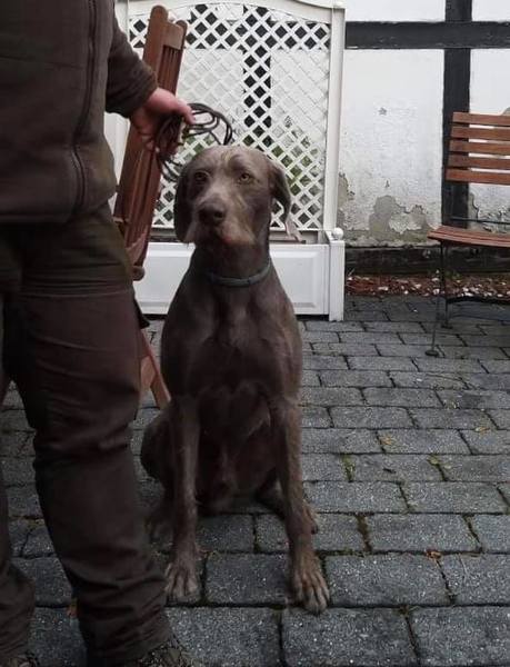 slovakian-rough-haired-pointer