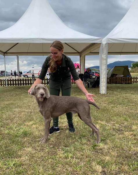 slovakian-wire-haired-pointer-1-1