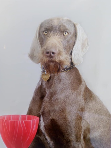 slovakian-wire-haired-pointer-france