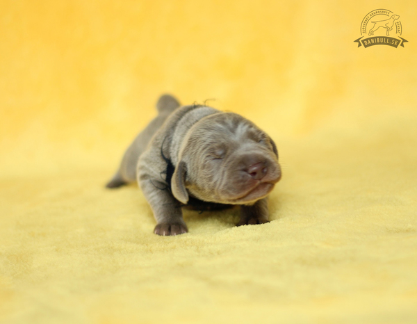 slovakian-wire-haired-pointer-puppies-(2)