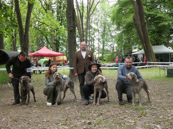 slovensky-hrubosrsty-stavac-vystava-lucenec-(3)