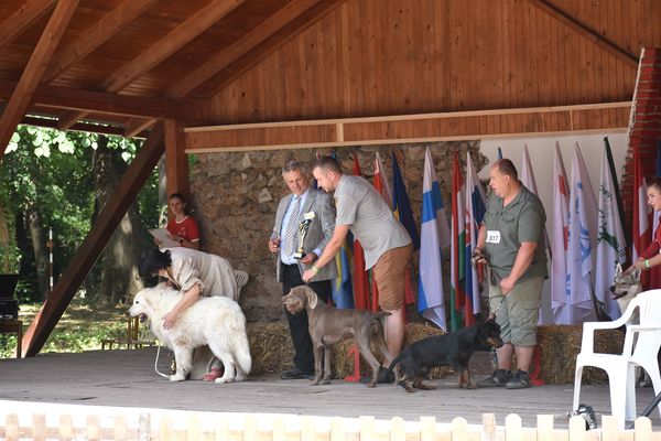 slovenský-hrubosrstý-stavač-výstava-(6)