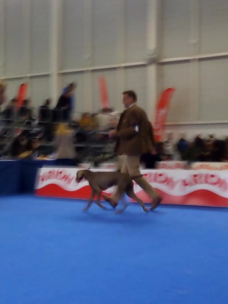 spain-dog-show-slovakian-pointer